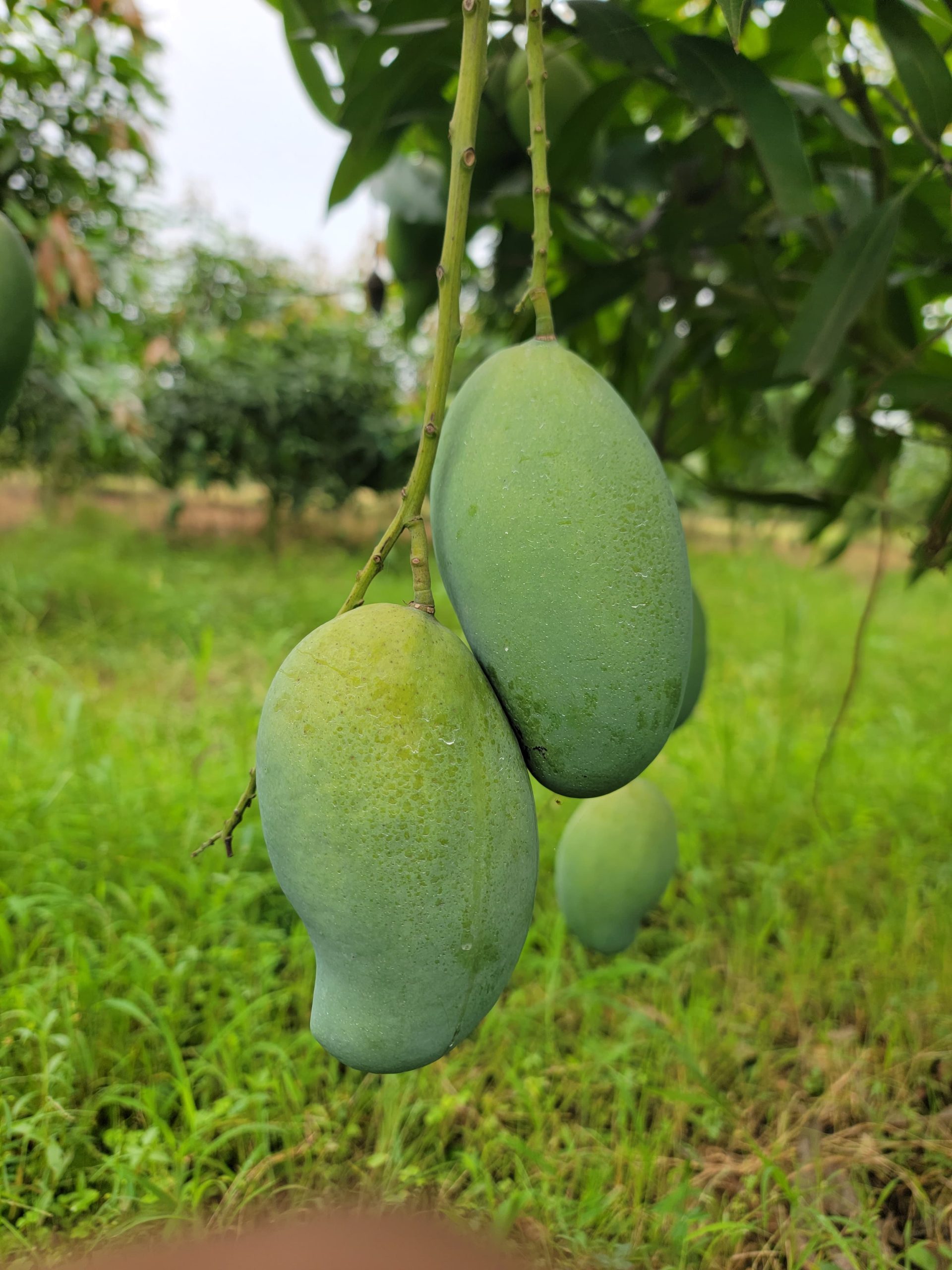 আম্রপালি