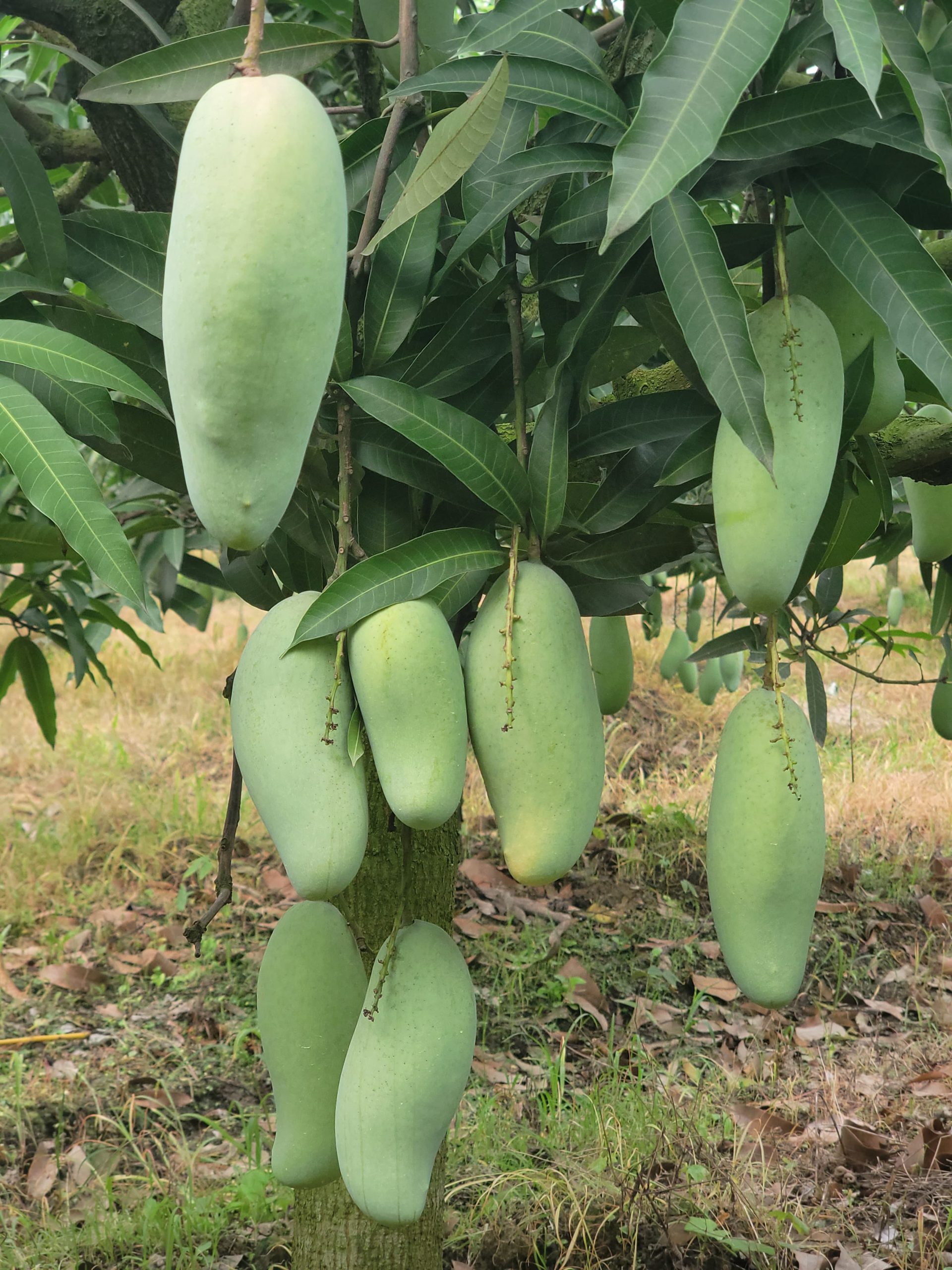 ব্যানানা ম্যাংগো