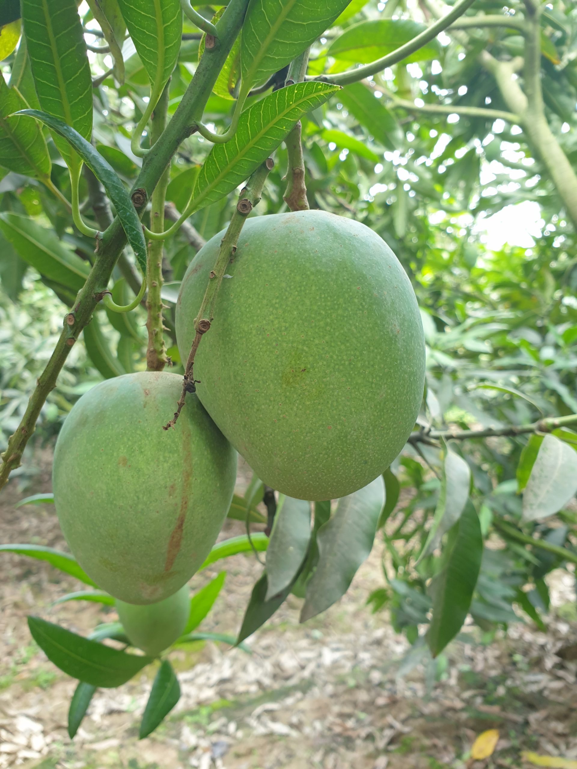 হিমসাগর