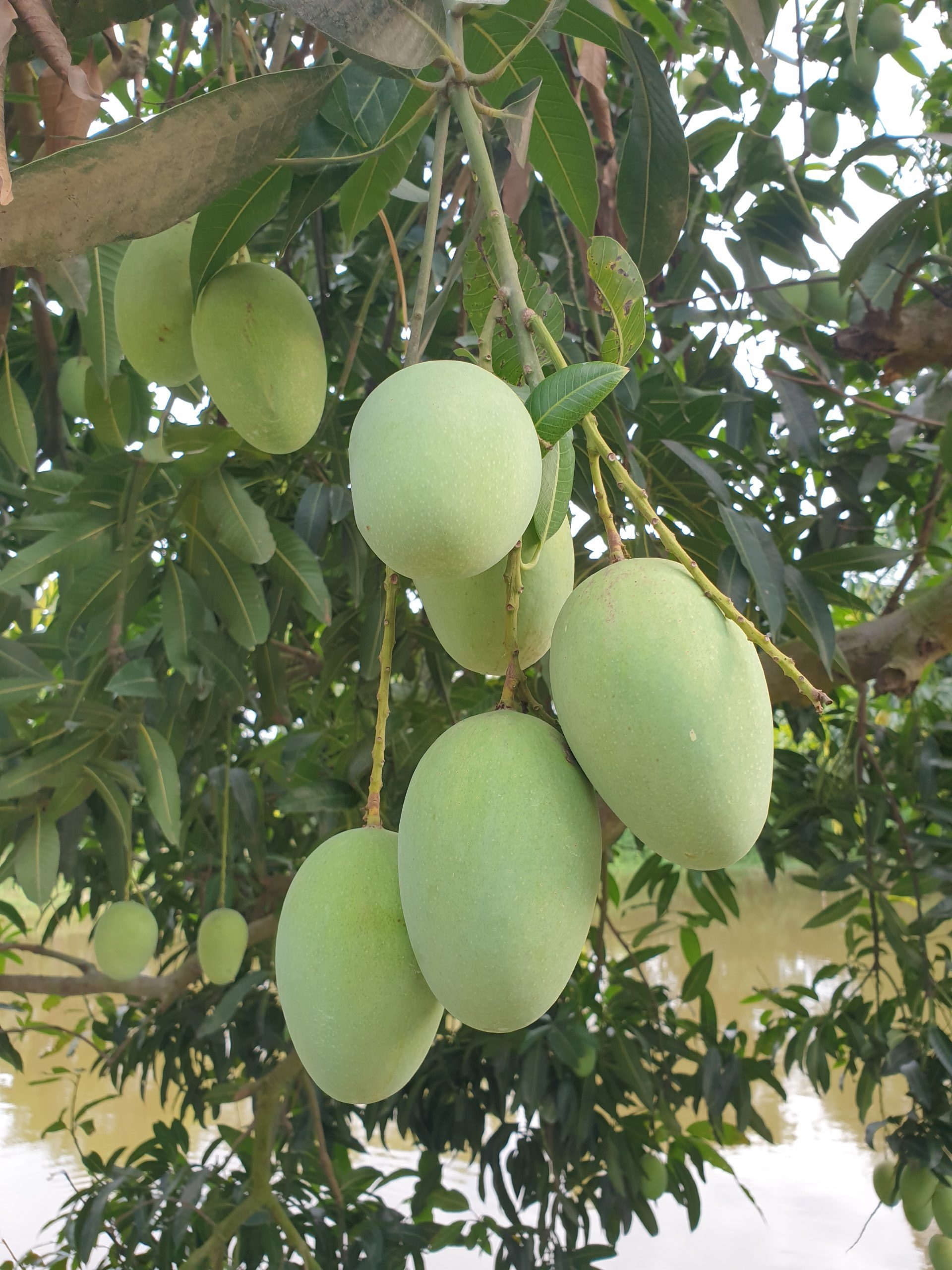 ল্যাংড়া